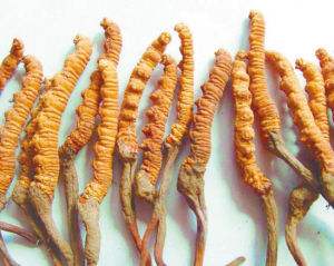 荔湾回收虫草多少钱一斤虫草回收价格