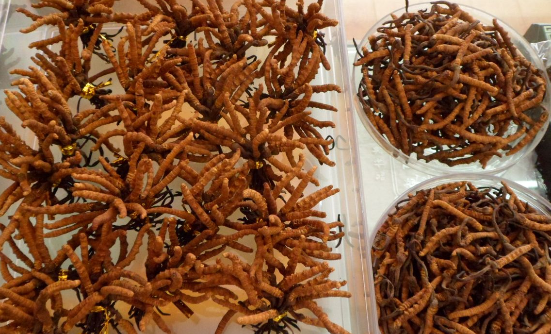 增城回收礼盒装冬虫夏草-各种虫草回收价格一览表
