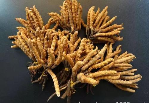 番禺虫草回收价格出现明显回落