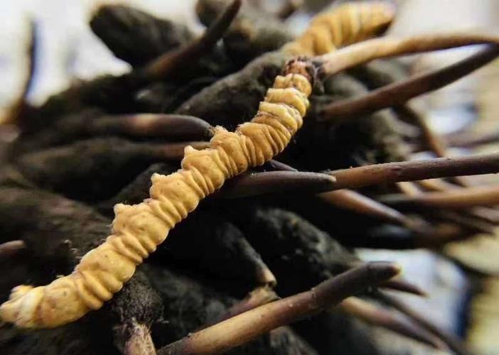 海珠虫草回收区域