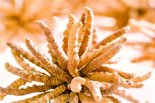 天河回收新鲜虫草价格划分